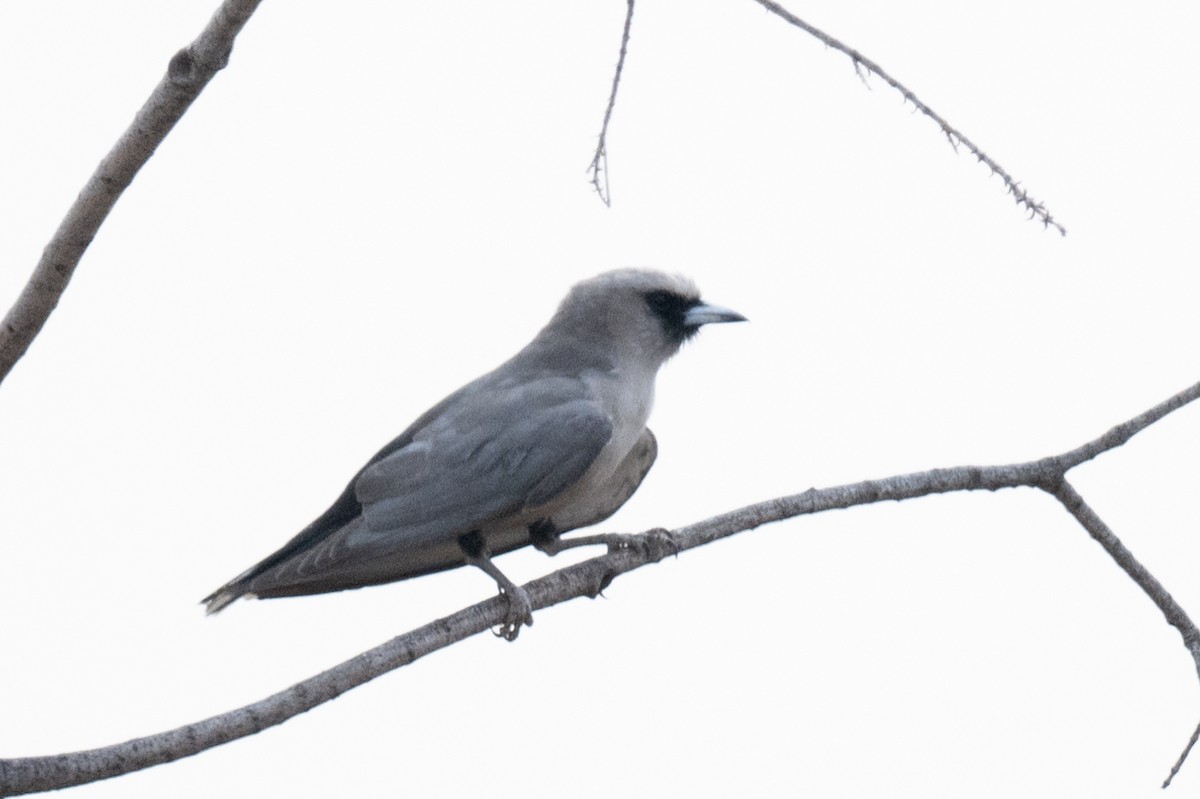 Black-faced Woodswallow - Ross Bartholomew