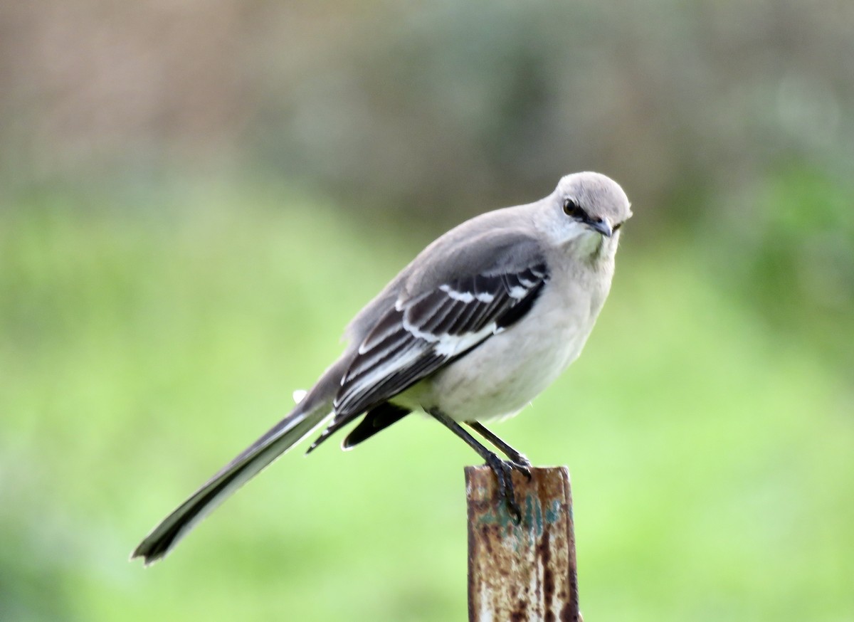 Northern Mockingbird - Isaac Aronow