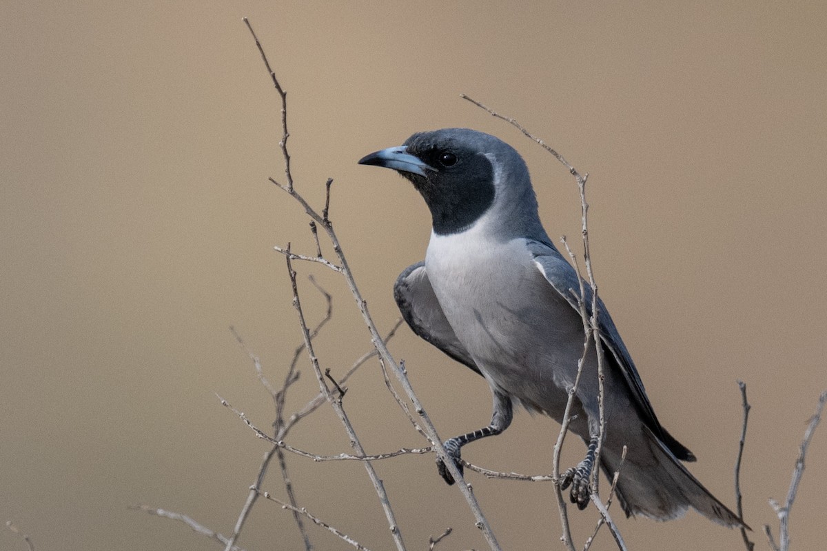 Masked Woodswallow - Ross Bartholomew