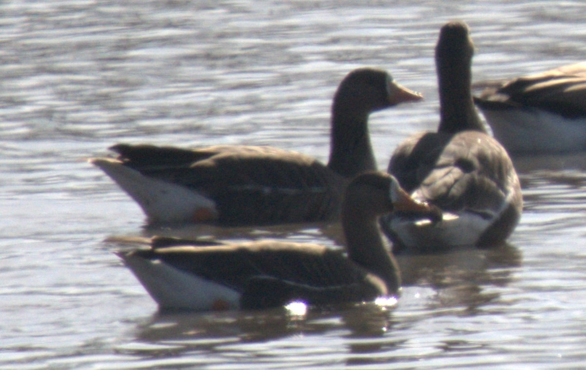 Манхин галуу - ML614403641