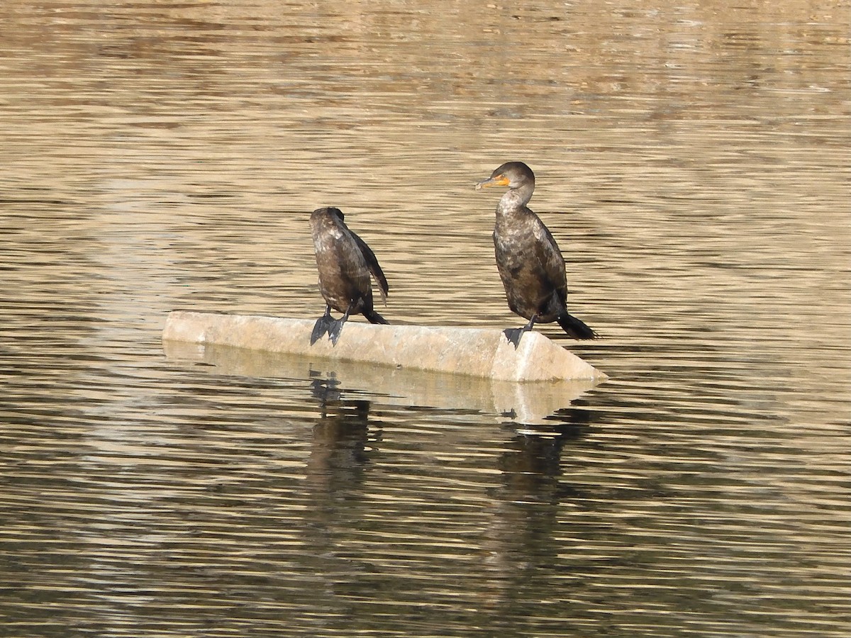 Double-crested Cormorant - ML614403770