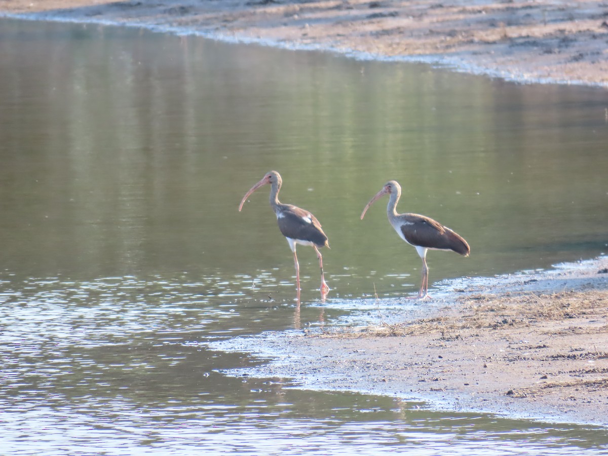 White Ibis - ML614403791