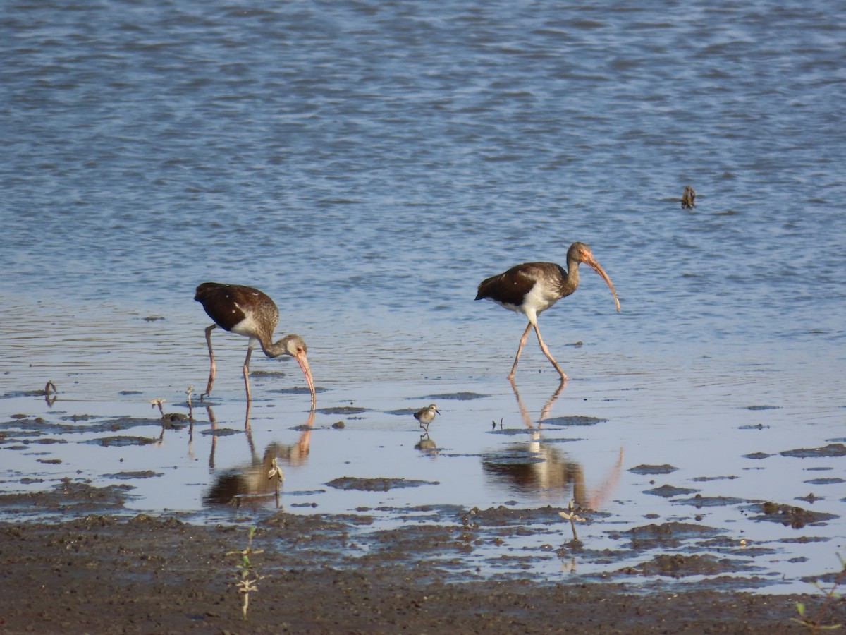 White Ibis - ML614403792