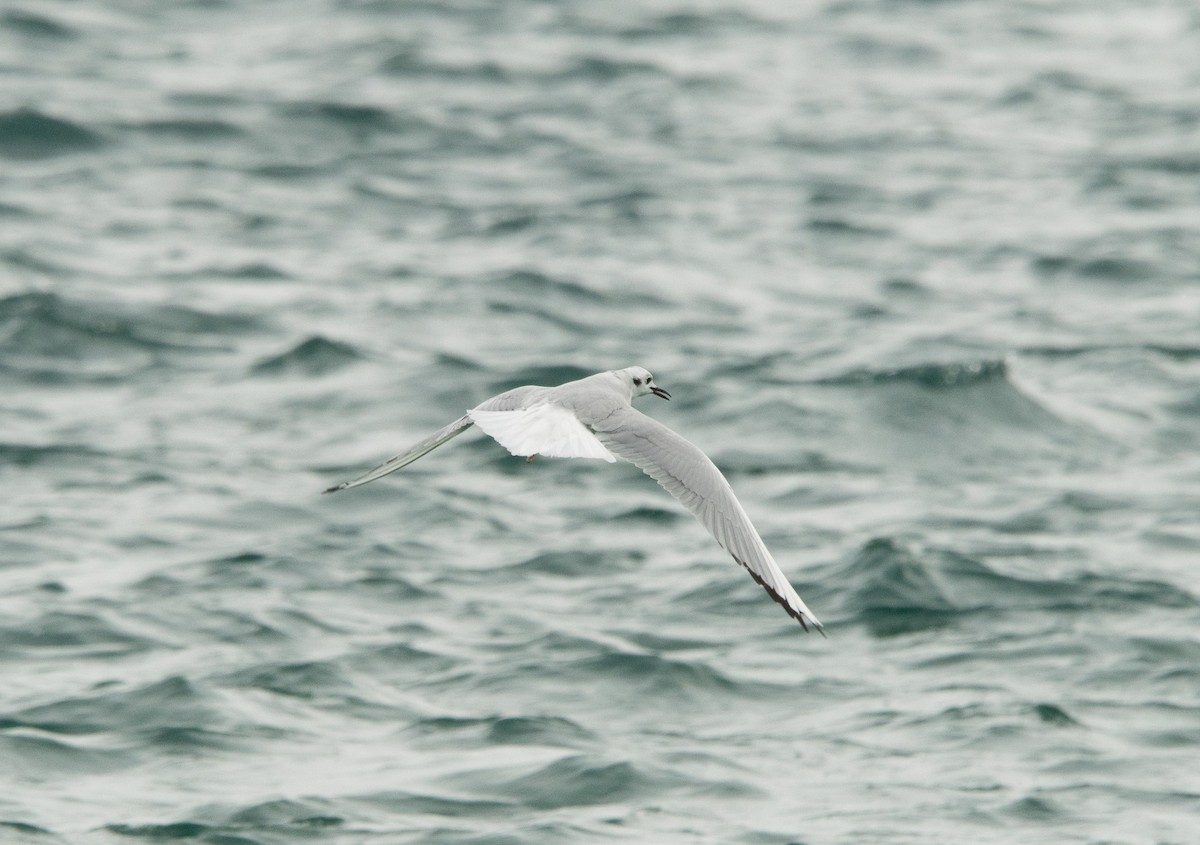 Bonaparte's Gull - ML614403800