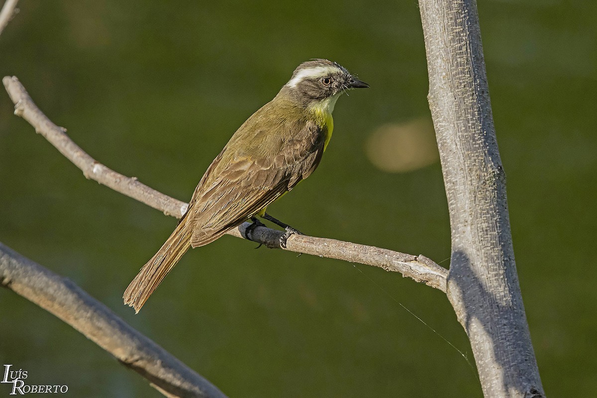Sosyal Tiran - ML614403829