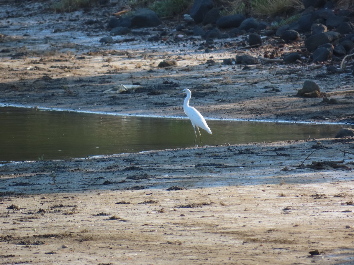 Little Blue Heron - ML614403863