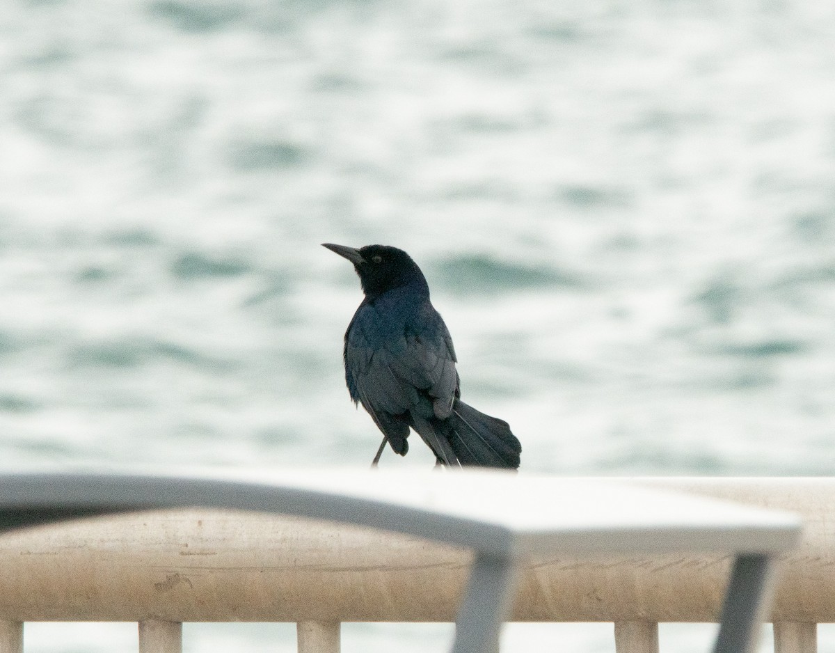 Boat-tailed Grackle - ML614403868