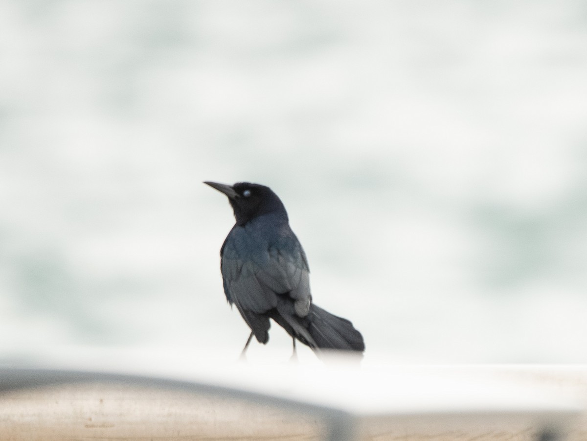 Boat-tailed Grackle - ML614403893