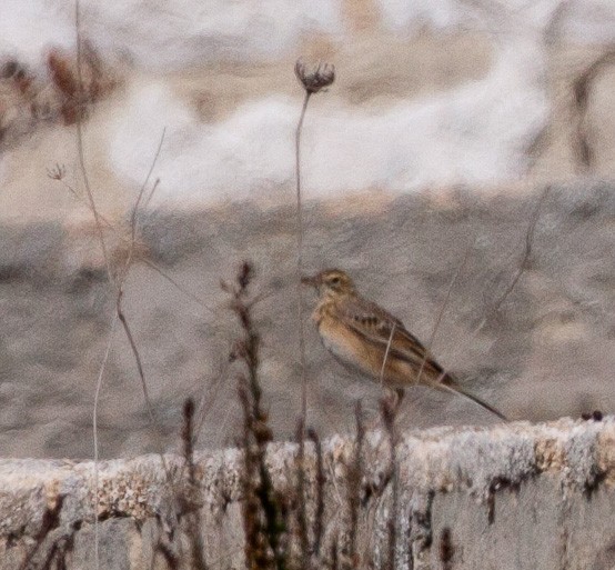 Richard's Pipit - Paul Mansz