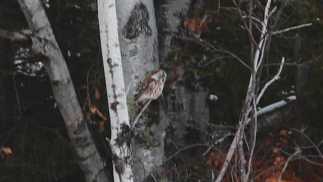 Boreal Owl - ML614403992