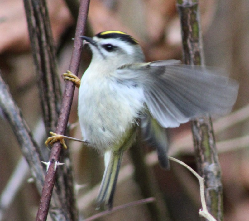 Golden-crowned Kinglet - ML614404005