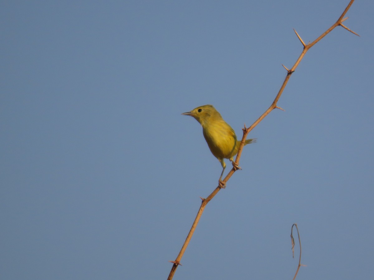 Yellow Warbler (Northern) - Mario Reyes Jr