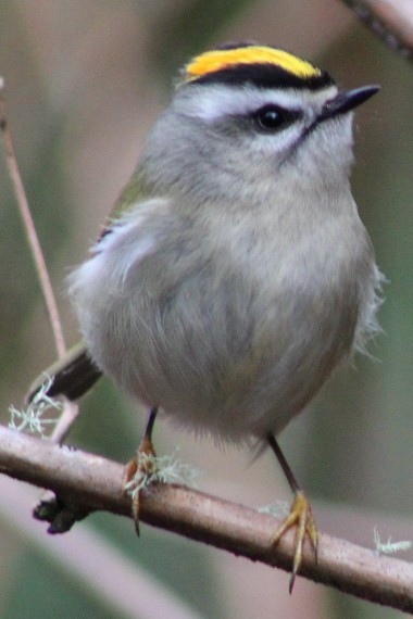 Golden-crowned Kinglet - ML614404023