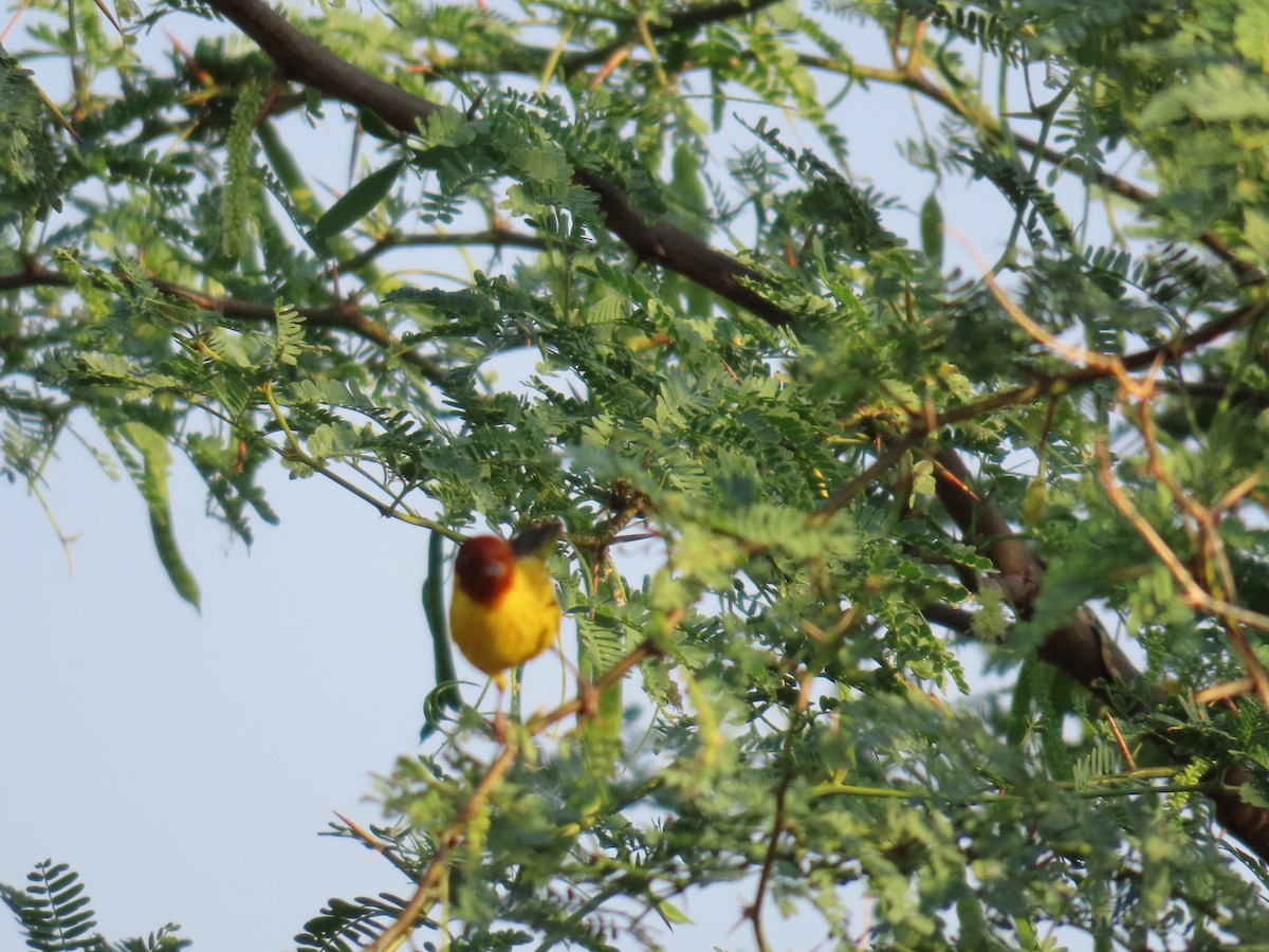 Yellow Warbler (Mangrove) - Mario Reyes Jr