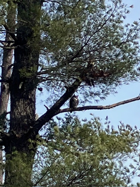 Great Horned Owl - ML614404063