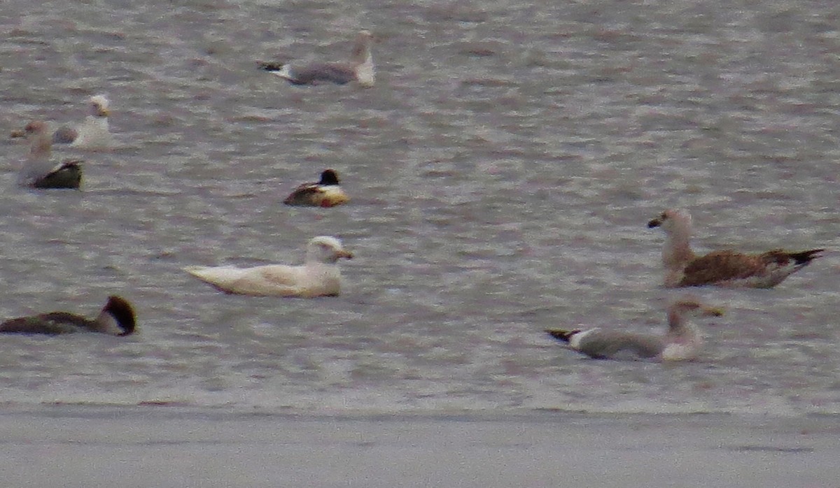 Glaucous Gull - ML614404071