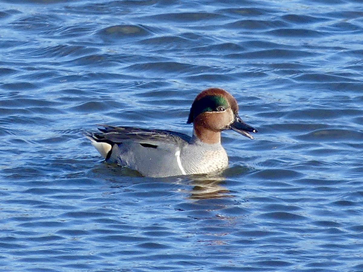 Green-winged Teal - ML614404111