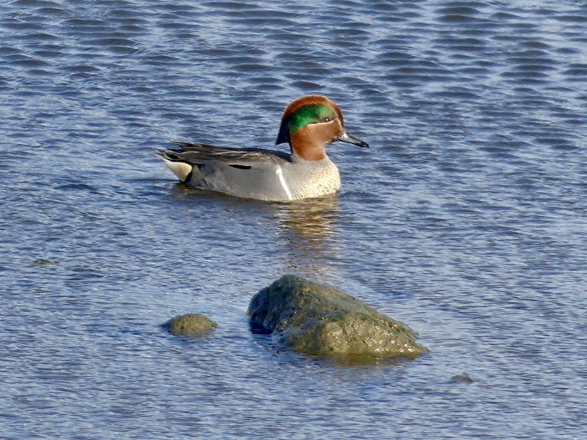 Green-winged Teal - ML614404112