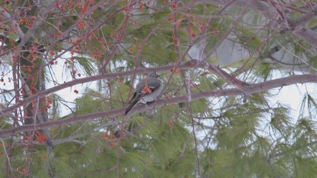 Townsend's Solitaire - ML614404118