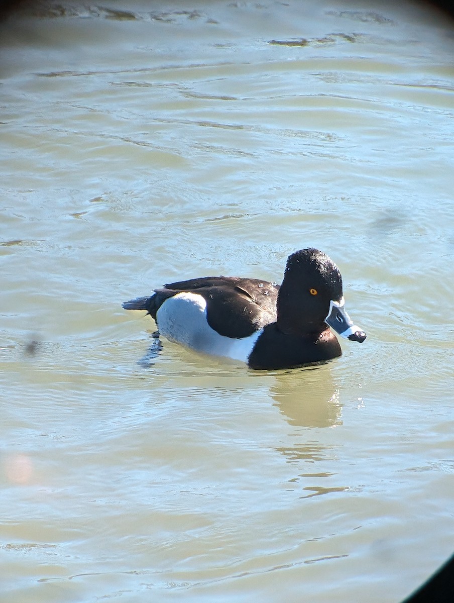 Ring-necked Duck - ML614404130