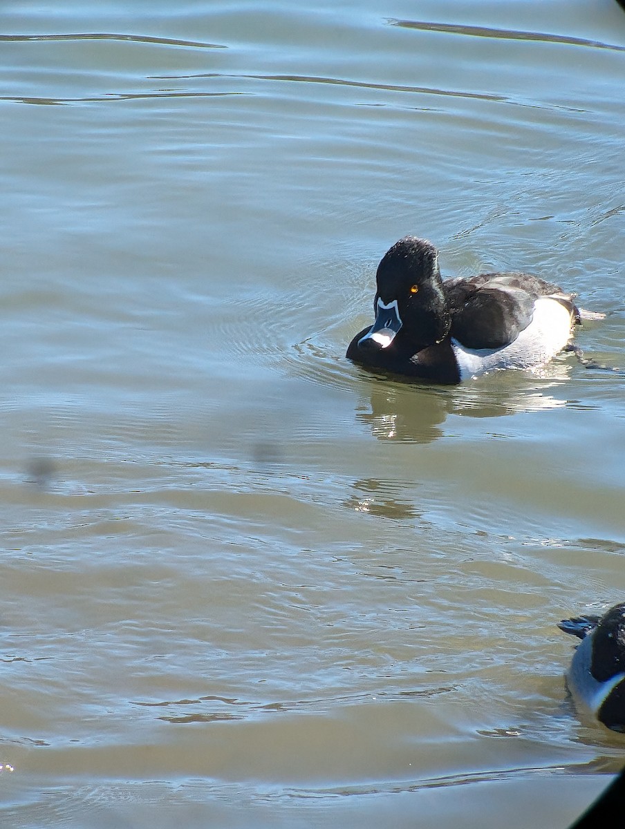 Ring-necked Duck - ML614404131