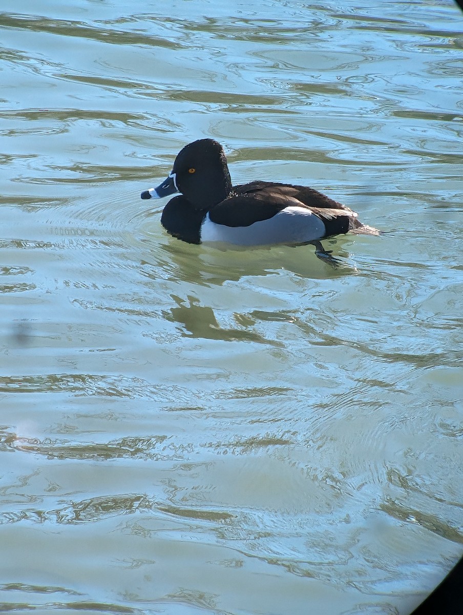 Ring-necked Duck - ML614404132