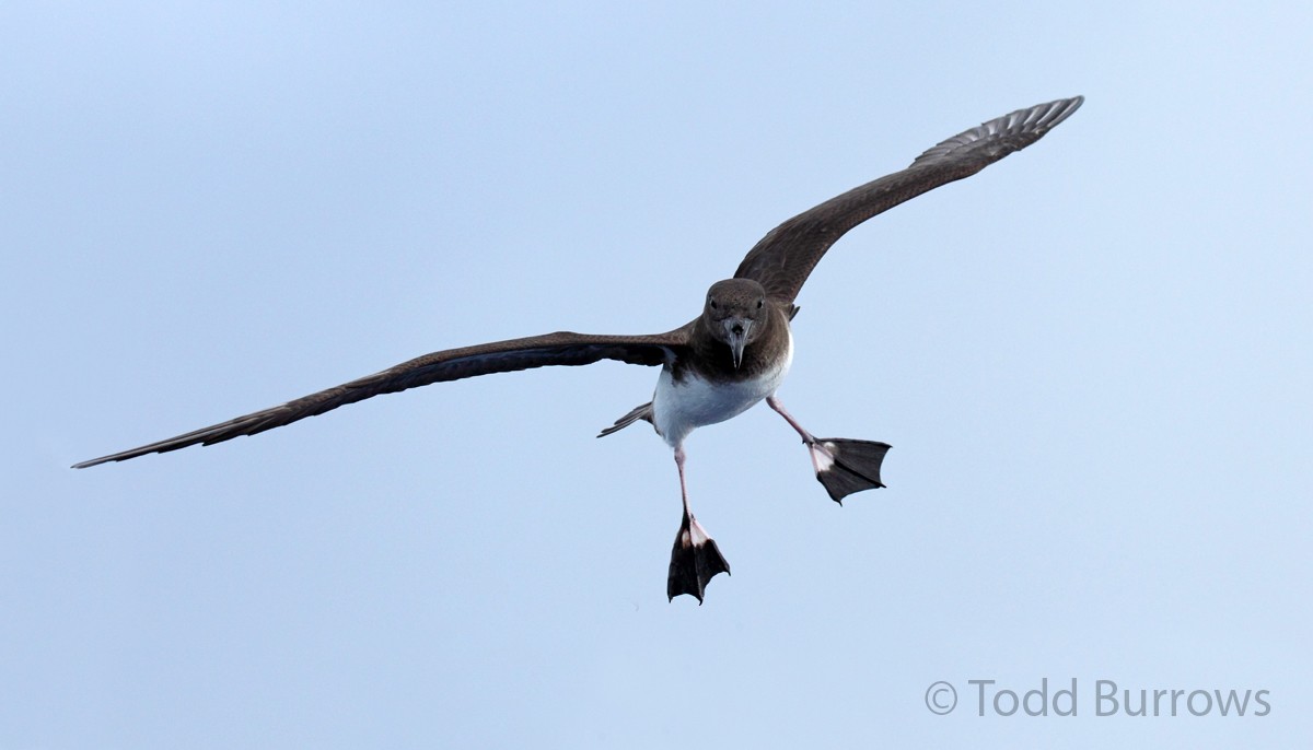 Tahiti Petrel - Todd Burrows