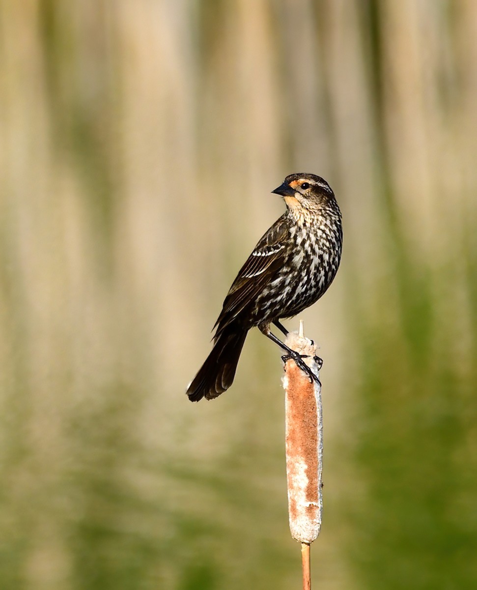 Red-winged Blackbird - Linda Lee