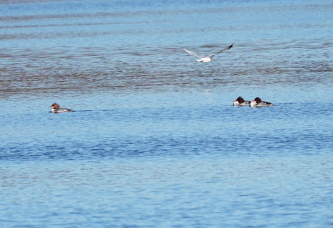 Common Merganser - ML614404302