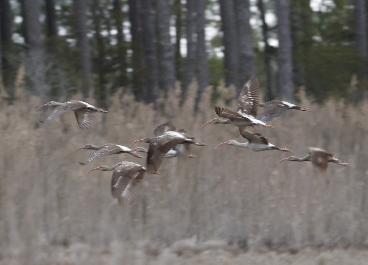 White Ibis - Dave Powell