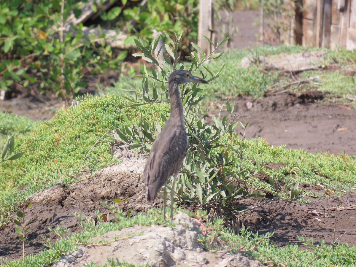 Yellow-crowned Night Heron - ML614404414