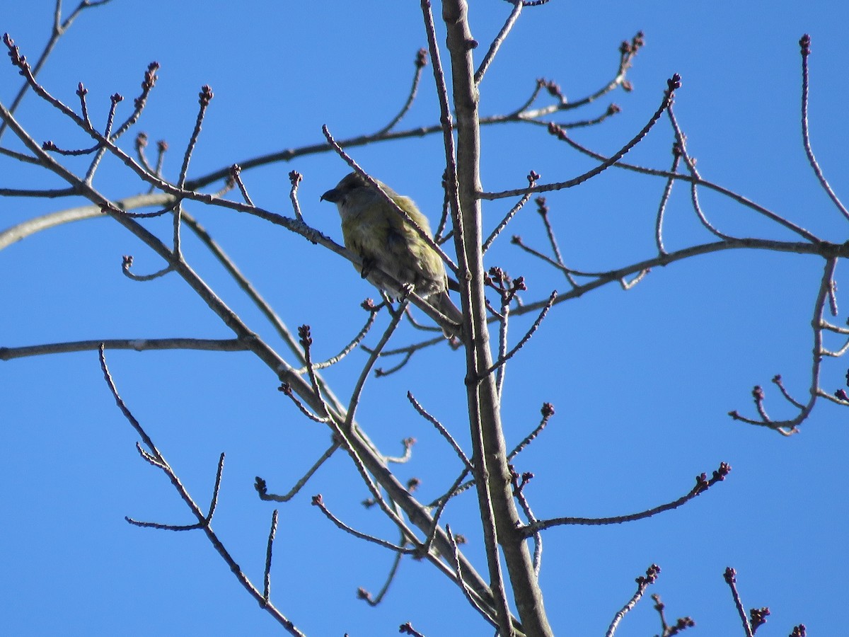 Red Crossbill - ML614404558