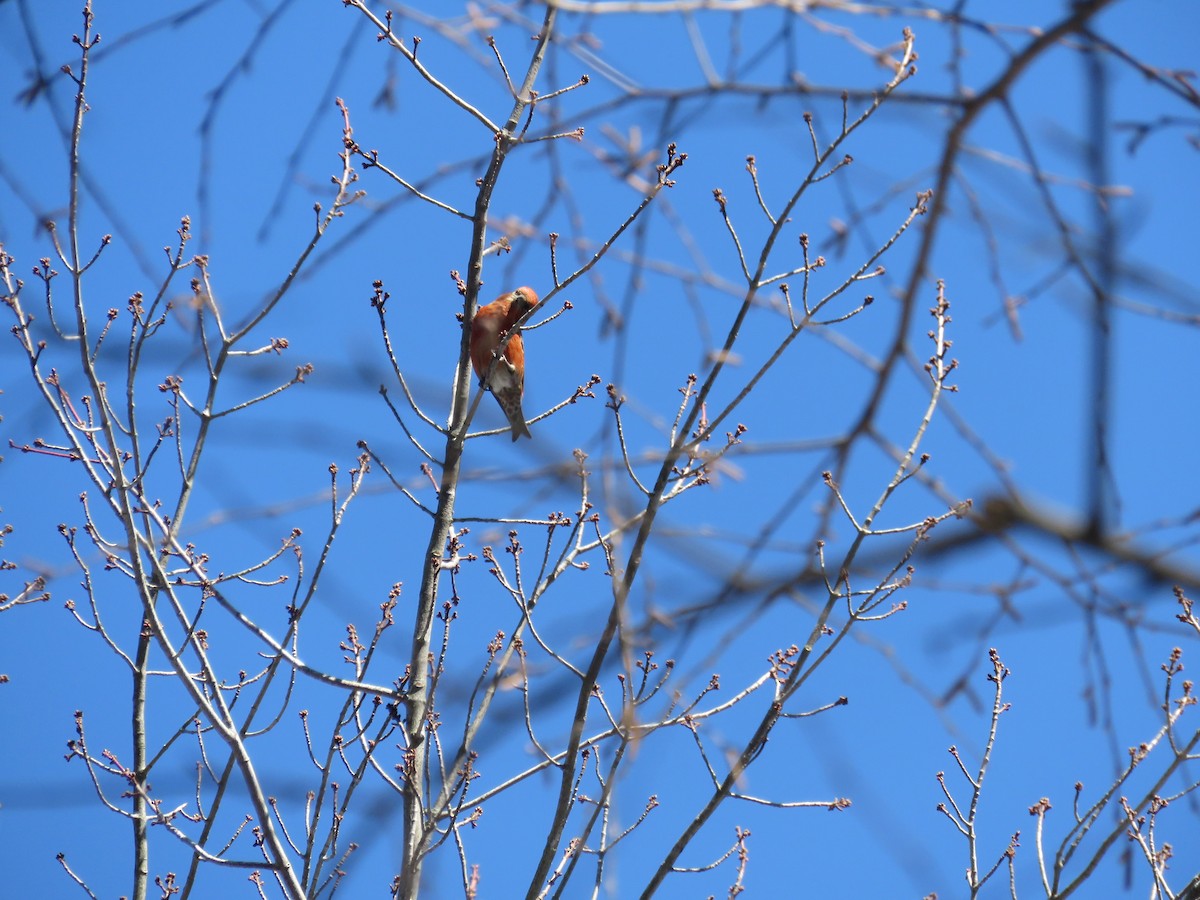 Bec-croisé des sapins - ML614404562