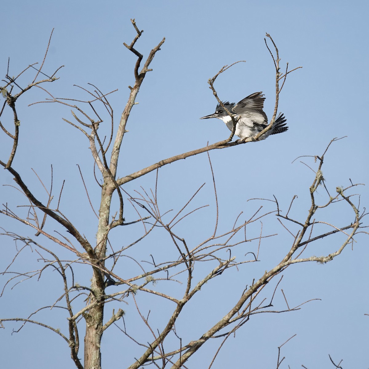 Belted Kingfisher - ML614404582