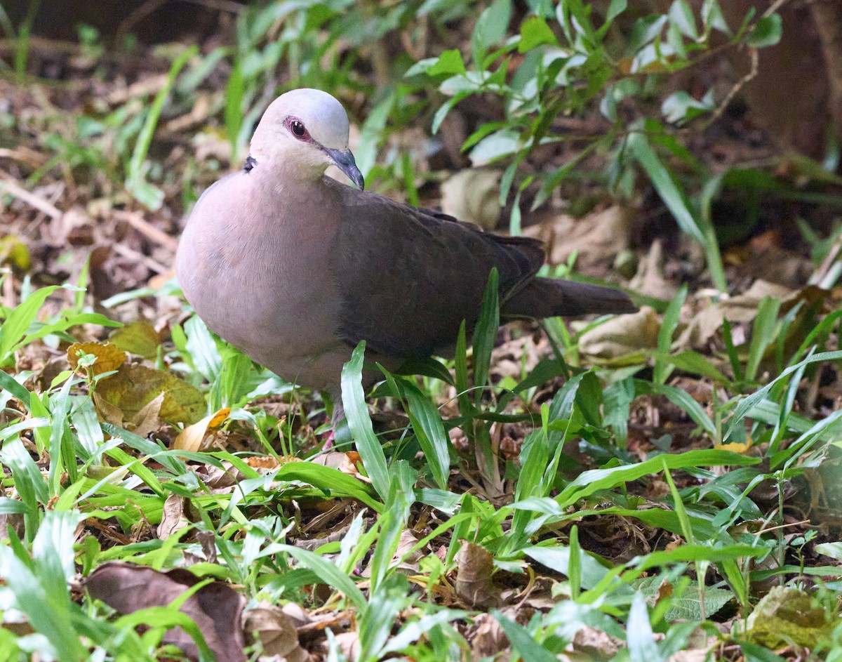 Red-eyed Dove - ML614404583