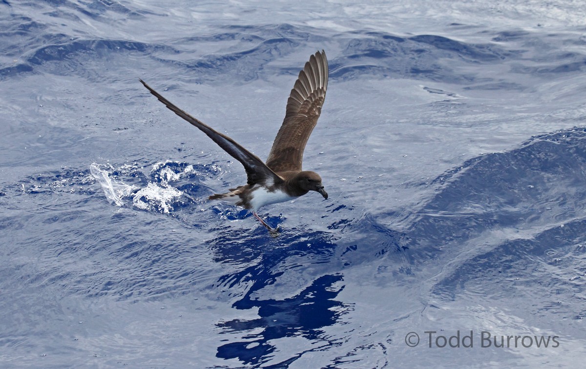 Tahiti Petrel - Todd Burrows