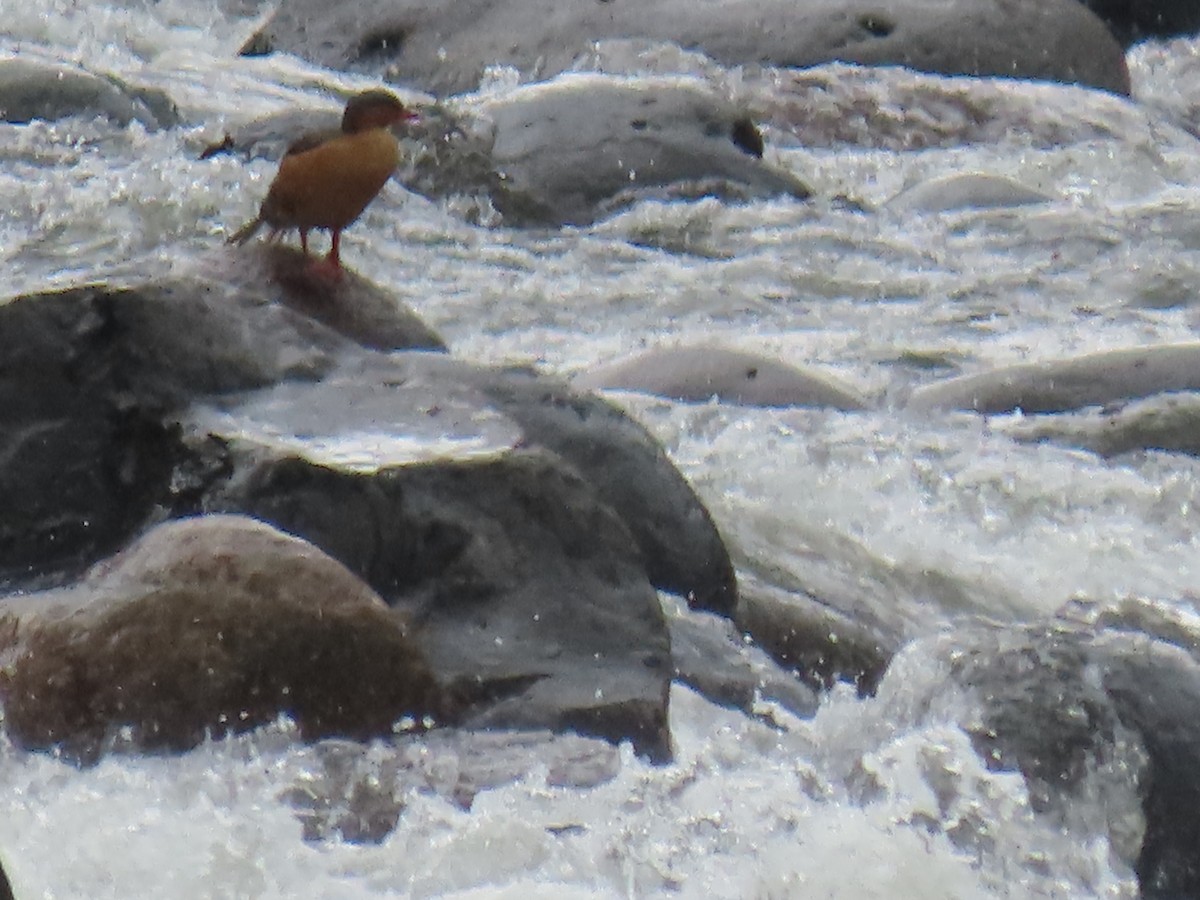 Torrent Duck - Katherine Holland