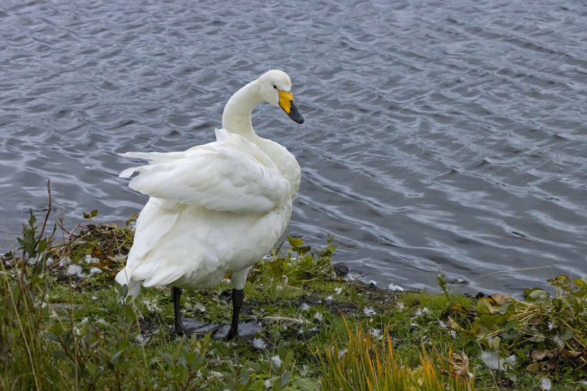 Whooper Swan - Antonio Rodriguez-Sinovas