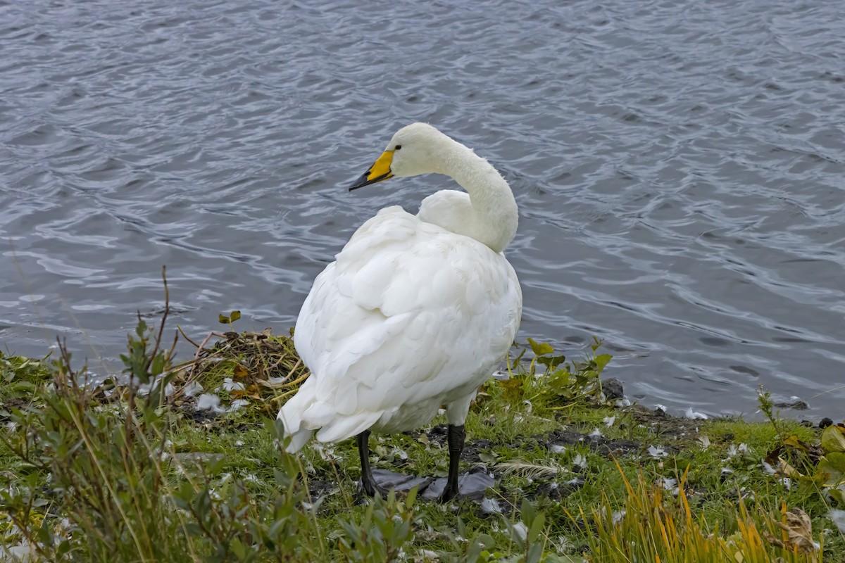 Whooper Swan - Antonio Rodriguez-Sinovas