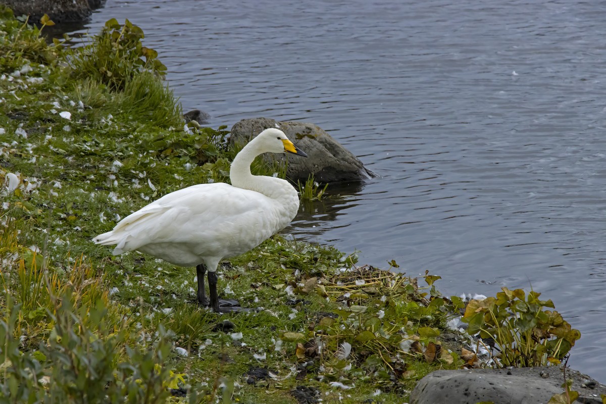 Whooper Swan - Antonio Rodriguez-Sinovas