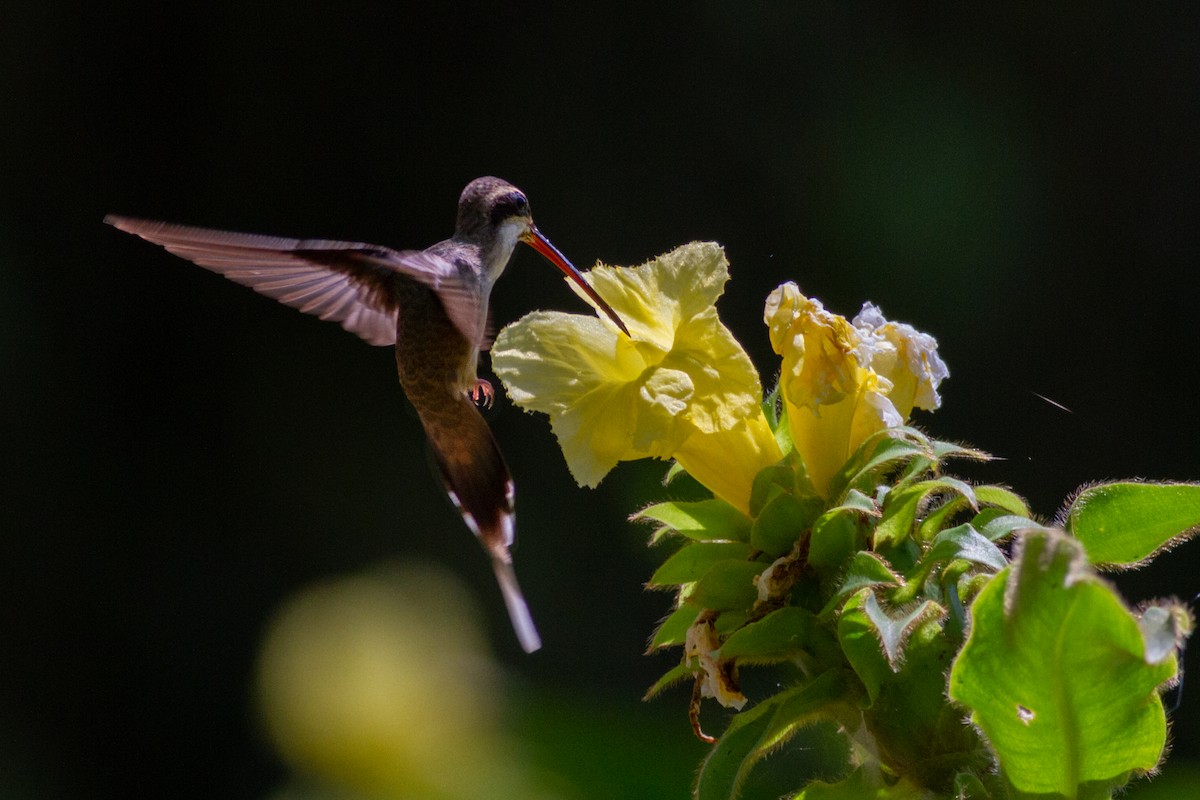 kolibřík světlebřichý - ML614404660