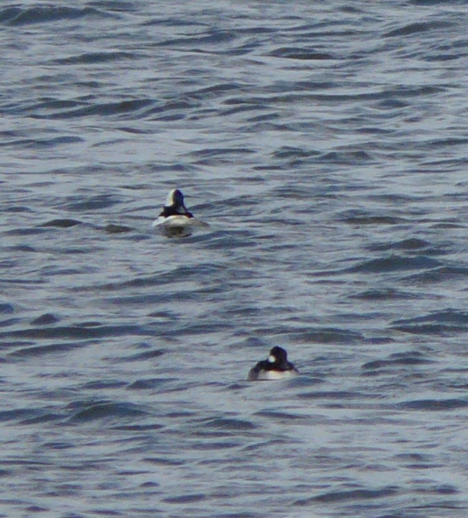 Bufflehead - ML614404707