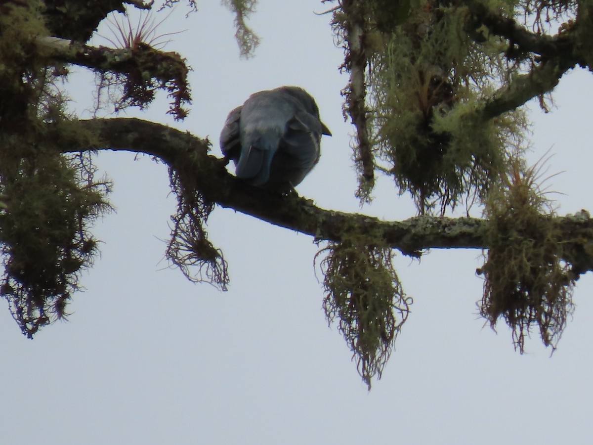 Blue-gray Tanager - Katherine Holland