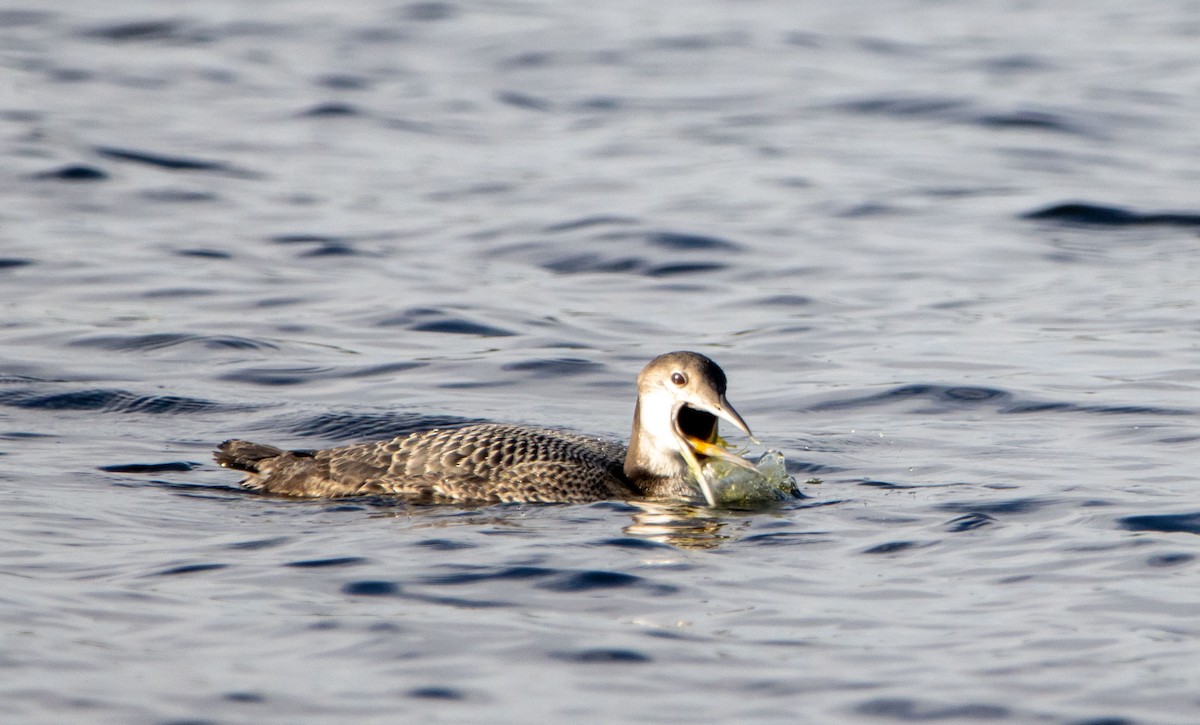 Common Loon - ML614404732