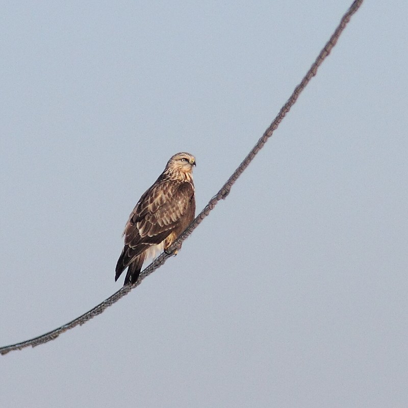 Rough-legged Hawk - Alain Deschamps