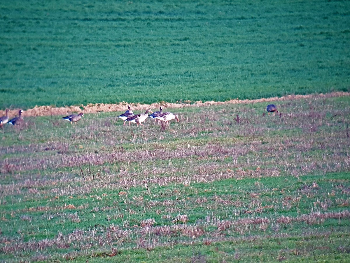 Greater White-fronted Goose - ML614404833