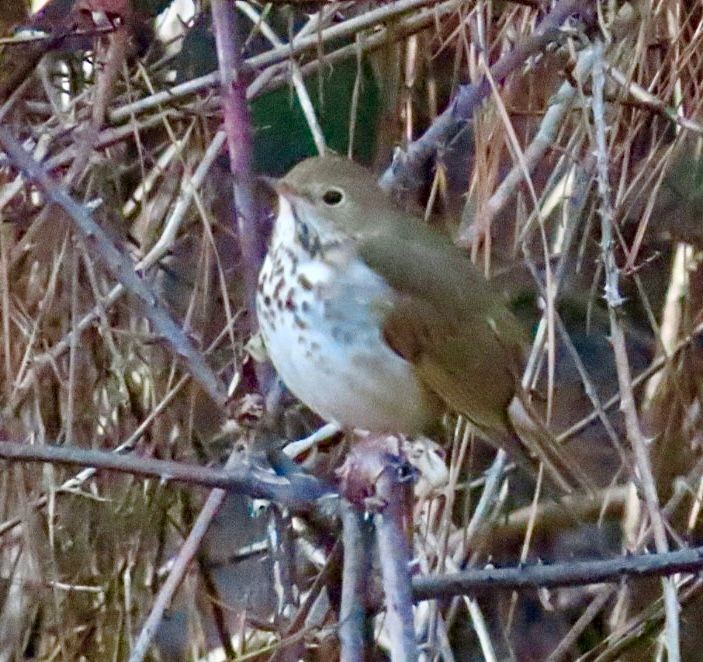 Hermit Thrush - ML614404849