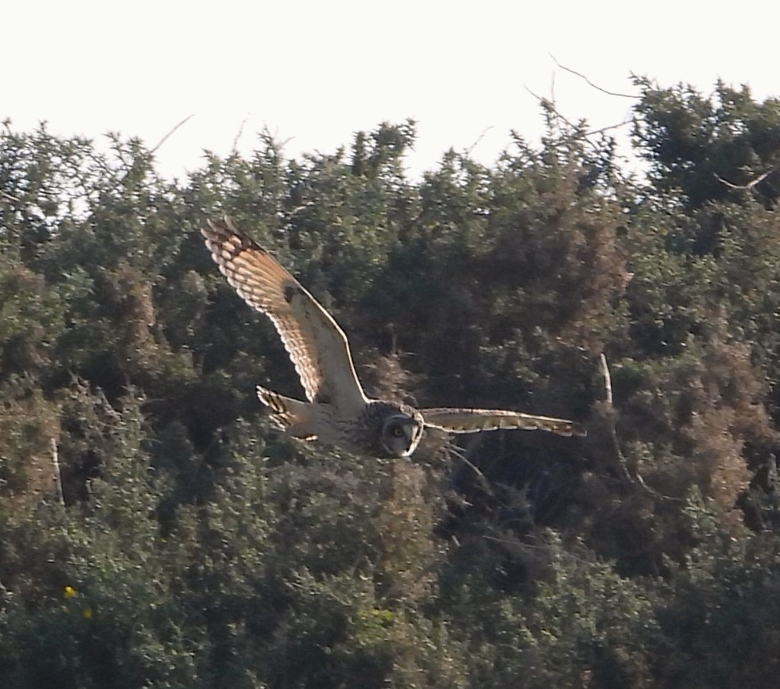 Short-eared Owl - ML614404888