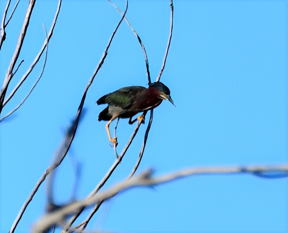 Green Heron - ML614404894