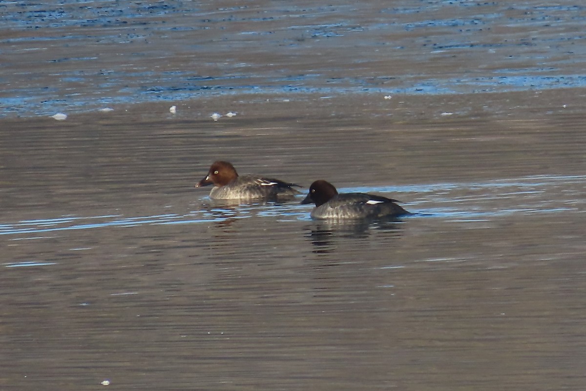 Common Goldeneye - ML614404904